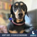 Photo of Ruby ❤️ Mini Dachshund (Trial 4/11/23)