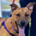 Photo of Rebel