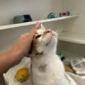 Photo of Smudge