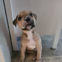 Photo of Bb