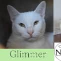 Photo of Glimmer 