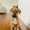 Photo of Chip