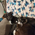 Photo of Daicos
