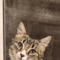 Photo of Lynx