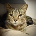 Photo of Juniper