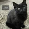 Photo of Lunox