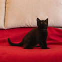 Photo of Lunox