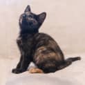 Photo of Mosie