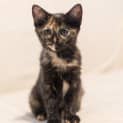 Photo of Mosie