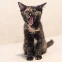 Photo of Mosie