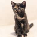 Photo of Mosie
