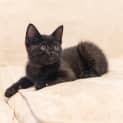 Photo of Milo