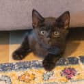 Photo of Milo