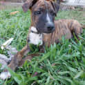 Photo of Moose