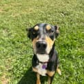 Photo of Rocco