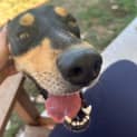 Photo of Rocco