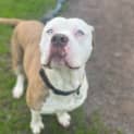 Photo of Roscoe