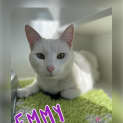 Photo of Emmy