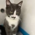 Photo of Flossy