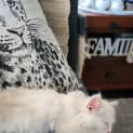 Photo of Cappuccino
