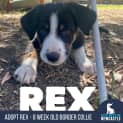 Photo of Rex 8 Week Border Collie (Trial)