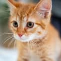 Photo of Cheeto