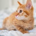 Photo of Cheeto