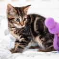 Photo of Pebbles