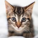 Photo of Pebbles