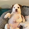 Photo of Marshmallow