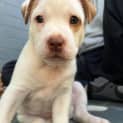 Photo of Marshmallow