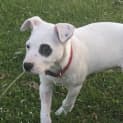 Photo of Spot