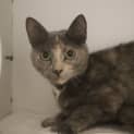 Photo of Lily