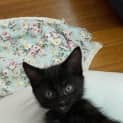 Photo of Moondust