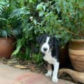 Photo of Rex 8 Week Border Collie (Trial)