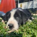 Photo of Skye 8 Week Old Border Collie (Trial)