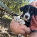Photo of Tracker   8 Week Border Collie (Trial)