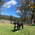 Photo of Tracker   8 Week Border Collie (Trial)