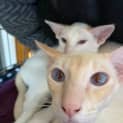 Photo of Benny & Reggie