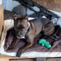 Photo of Koda