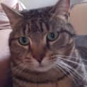 Photo of Gypsy 