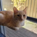 Photo of Syrup