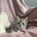 Photo of Primrose