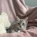 Photo of Primrose