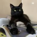 Photo of Astor