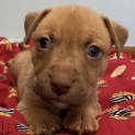 Photo of Blaze