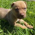 Photo of Blaze