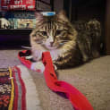 Photo of Lil (Was Tabitha)