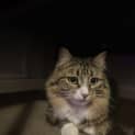 Photo of Lil (Was Tabitha)