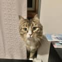Photo of Lil (Was Tabitha)